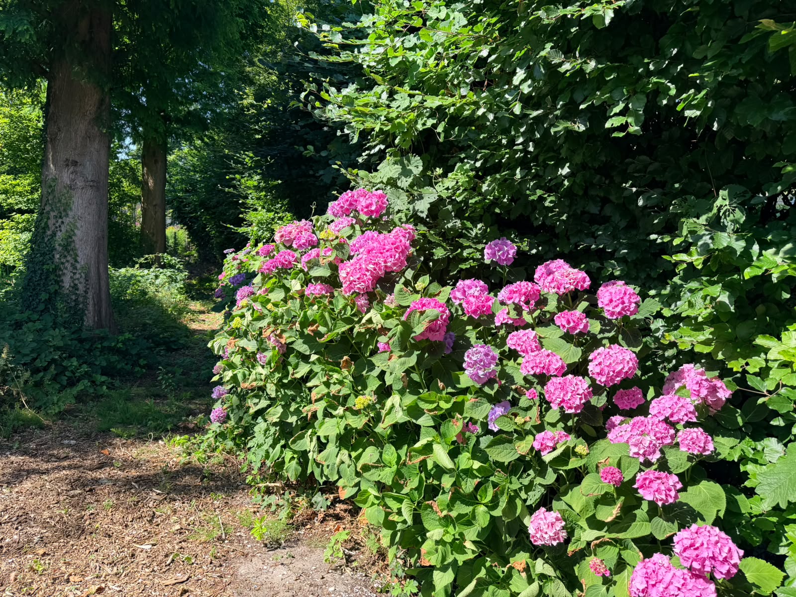 Private Garden Photo